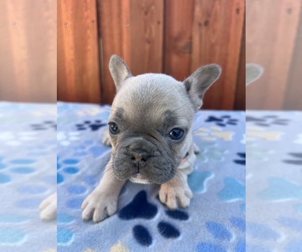 Medium Photo #4 French Bulldog Puppy For Sale in SACRAMENTO, CA, USA