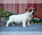 Small #2 Jack Russell Terrier