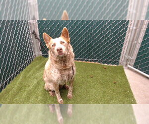 Mutt Dogs for adoption in Downey, CA, USA