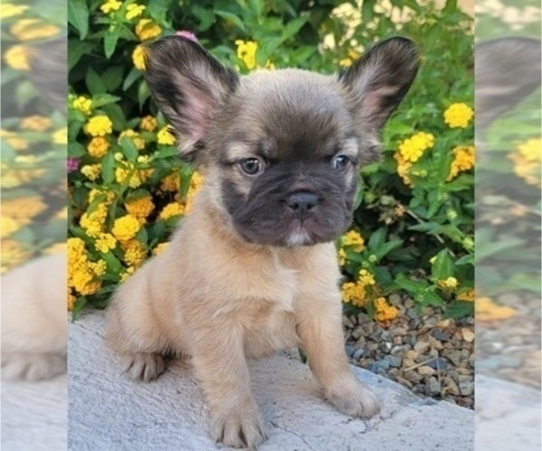 Medium Photo #8 French Bulldog Puppy For Sale in LAS VEGAS, NV, USA
