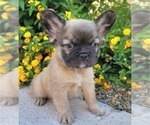 Small #7 French Bulldog
