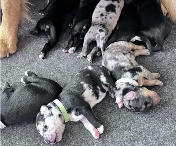 Medium Photo #7 Border Collie-Golden Retriever Mix Puppy For Sale in OVERLAND PARK, KS, USA
