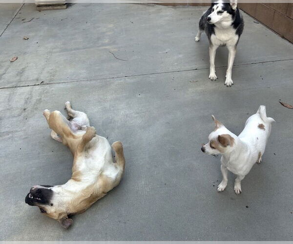 Medium Photo #4 American Staffordshire Terrier-Unknown Mix Puppy For Sale in Dana Point, CA, USA