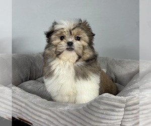 Poovanese Puppy for sale in FRANKLIN, IN, USA