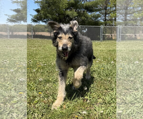 Medium Photo #4 Irish Wolfhound-Unknown Mix Puppy For Sale in Jefferson, WI, USA