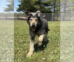 Small #3 Irish Wolfhound Mix