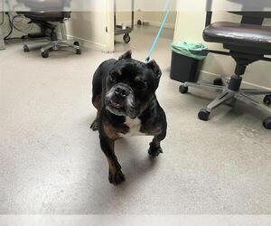 Medium American Pit Bull Terrier