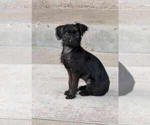 Mutt Dogs for adoption in Lakewood, CO, USA