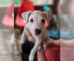 Small Photo #2 Labbe Puppy For Sale in Aurora, IN, USA
