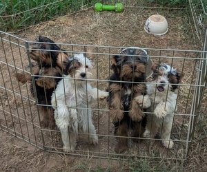 Biewer Yorkie-Yorkshire Terrier Mix Puppy for sale in WAUSEON, OH, USA