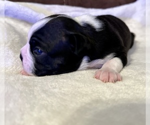 Boston Terrier Puppy for sale in WASHBURN, MO, USA