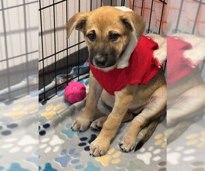 Mutt Dogs for adoption in The Woodlands, TX, USA