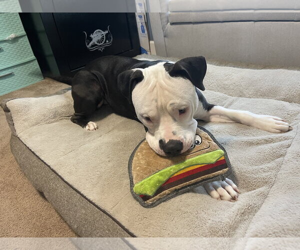 Medium Photo #4 American Staffordshire Terrier-Unknown Mix Puppy For Sale in Oakhurst, NJ, USA