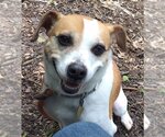 Small #6 Beagle Mix