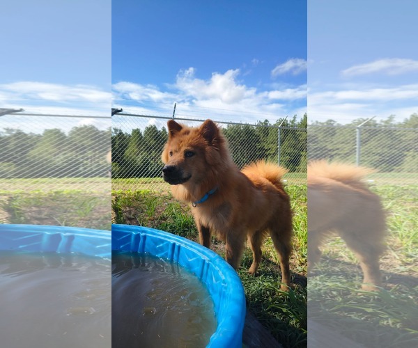 Medium Photo #4 Chow Chow-Unknown Mix Puppy For Sale in Farmerville, LA, USA