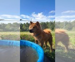 Small #3 Chow Chow Mix