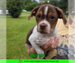 Small #3 Mutt