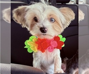 Mother of the Yorkshire Terrier puppies born on 08/22/2026