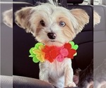 Small Photo #1 Yorkshire Terrier Puppy For Sale in CONVERSE, TX, USA