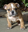 Small Photo #4 Bulldog Puppy For Sale in ROYSE CITY, TX, USA
