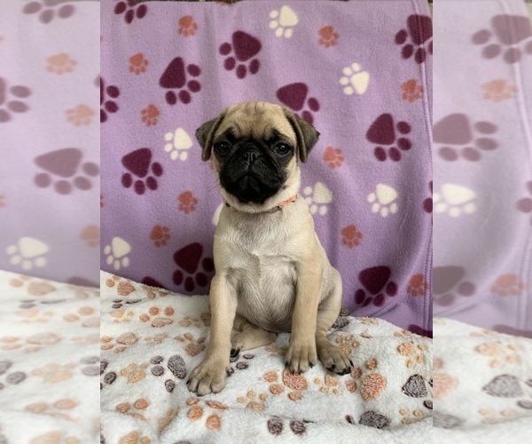 Medium Photo #9 Pug Puppy For Sale in CHATTANOOGA, TN, USA