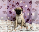 Small Photo #9 Pug Puppy For Sale in CHATTANOOGA, TN, USA