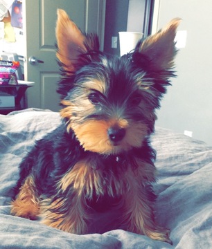Medium Photo #1 Yorkshire Terrier Puppy For Sale in TUSTIN, CA, USA