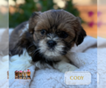 Small #5 Shih Tzu