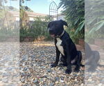 Small #1 Labrador Retriever Mix