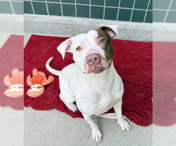 Medium Photo #2 American Pit Bull Terrier Puppy For Sale in Rancho Cucamonga, CA, USA