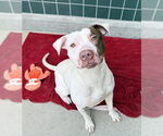 Small #1 American Pit Bull Terrier