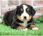 Small #17 Bernese Mountain Dog