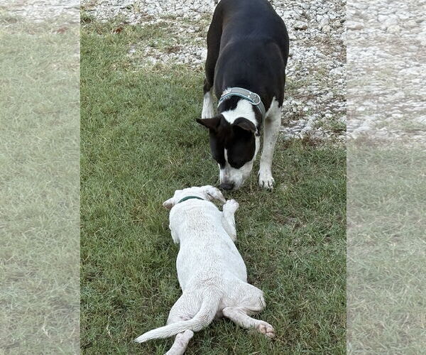 Medium Photo #10 American Pit Bull Terrier-Labrador Retriever Mix Puppy For Sale in The Woodlands, TX, USA