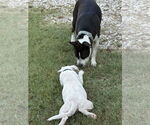 Small #9 American Pit Bull Terrier-Labrador Retriever Mix