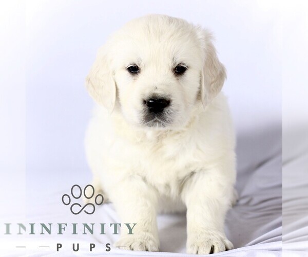 Medium Photo #1 English Cream Golden Retriever Puppy For Sale in GORDONVILLE, PA, USA