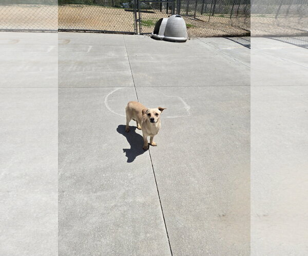 Medium Photo #1 Mutt Puppy For Sale in Maquoketa, IA, USA