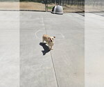 Small Mutt
