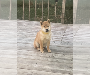 Shiba Inu Puppy for sale in SPRINGVILLE, IA, USA