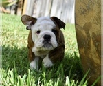 Small #14 Bulldog