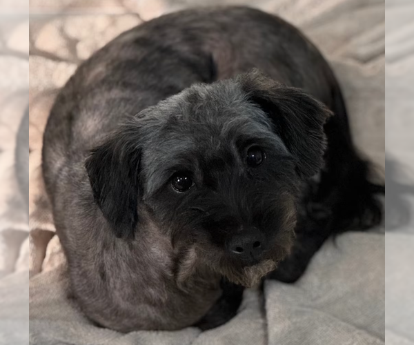 Medium Photo #2 Mutt Puppy For Sale in Cranston, RI, USA