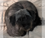 Small #1 Mutt