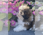 Small #4 Shih Tzu