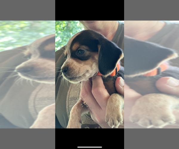 Medium Photo #3 Beagle Puppy For Sale in ATHENS, OH, USA