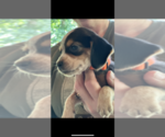 Small Photo #3 Beagle Puppy For Sale in ATHENS, OH, USA