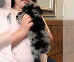 Small Photo #30 Bernedoodle-Golden Mountain Dog Mix Puppy For Sale in DAVIS, CA, USA