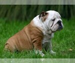 Small Photo #1 English Bulldog Puppy For Sale in BAYVILLE, NJ, USA