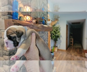 Olde English Bulldogge Puppy for sale in WHALEYVILLE, VA, USA
