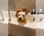 Small #4 American Pit Bull Terrier