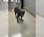 Small American Pit Bull Terrier Mix