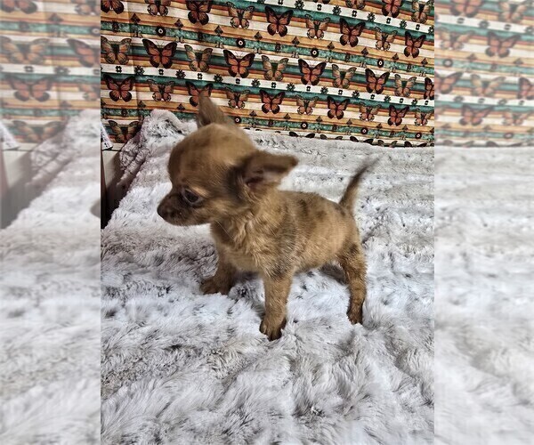 Medium Photo #7 Chihuahua Puppy For Sale in BOSTON, MA, USA